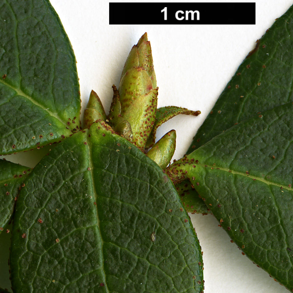 High resolution image: Family: Ericaceae - Genus: Rhododendron - Taxon: concinnoides